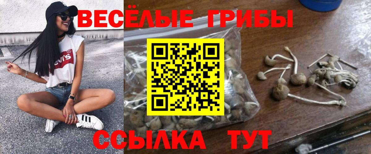 что такое наркотик  Вход с VPN  Карасук  Галлюциногенные грибы Psilocybe 